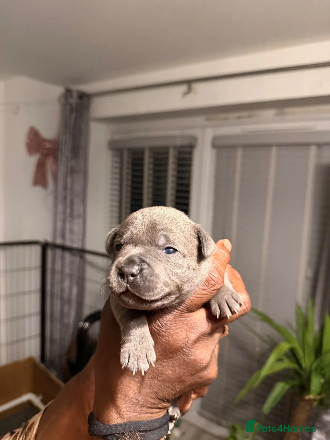 Staffordshire Bull Terrier dogs for sale: (BULLSCAFF) CHAMPION SIRED SBT puppies  - Advert 2