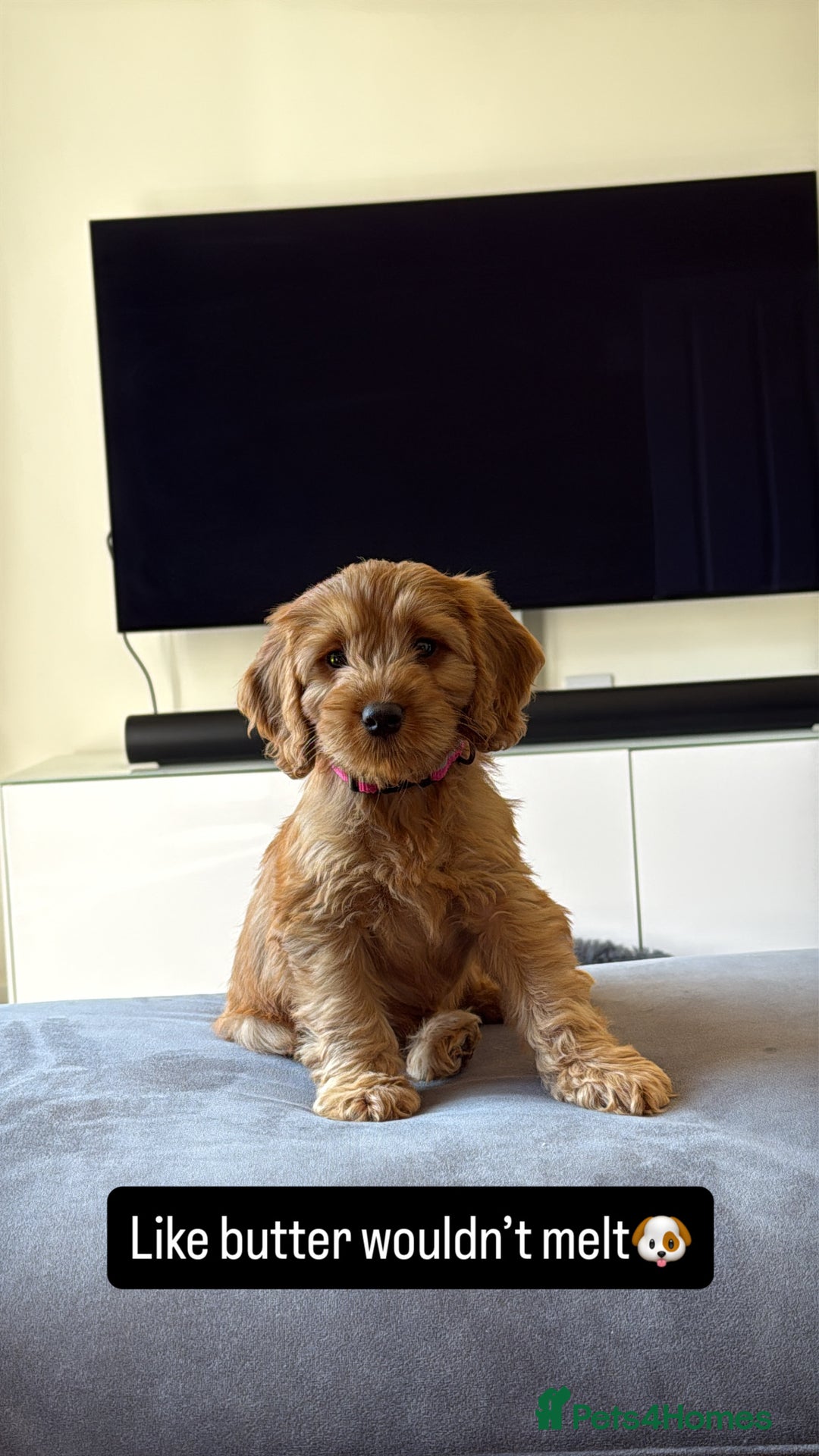Cockapoo dogs for sale: 10 week old cockerpoo - Image 2