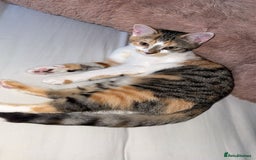 Scottish Fold cats for sale: Cat for sale ,8month - Image 2