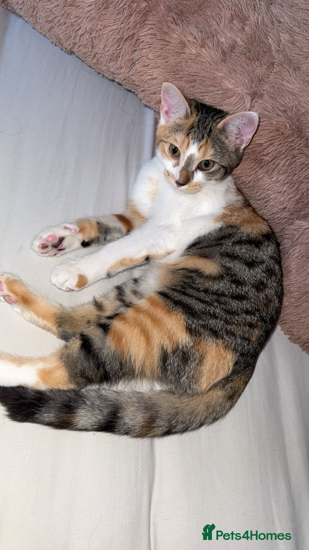 Scottish Fold cats for sale: Cat for sale ,8month - Image 2