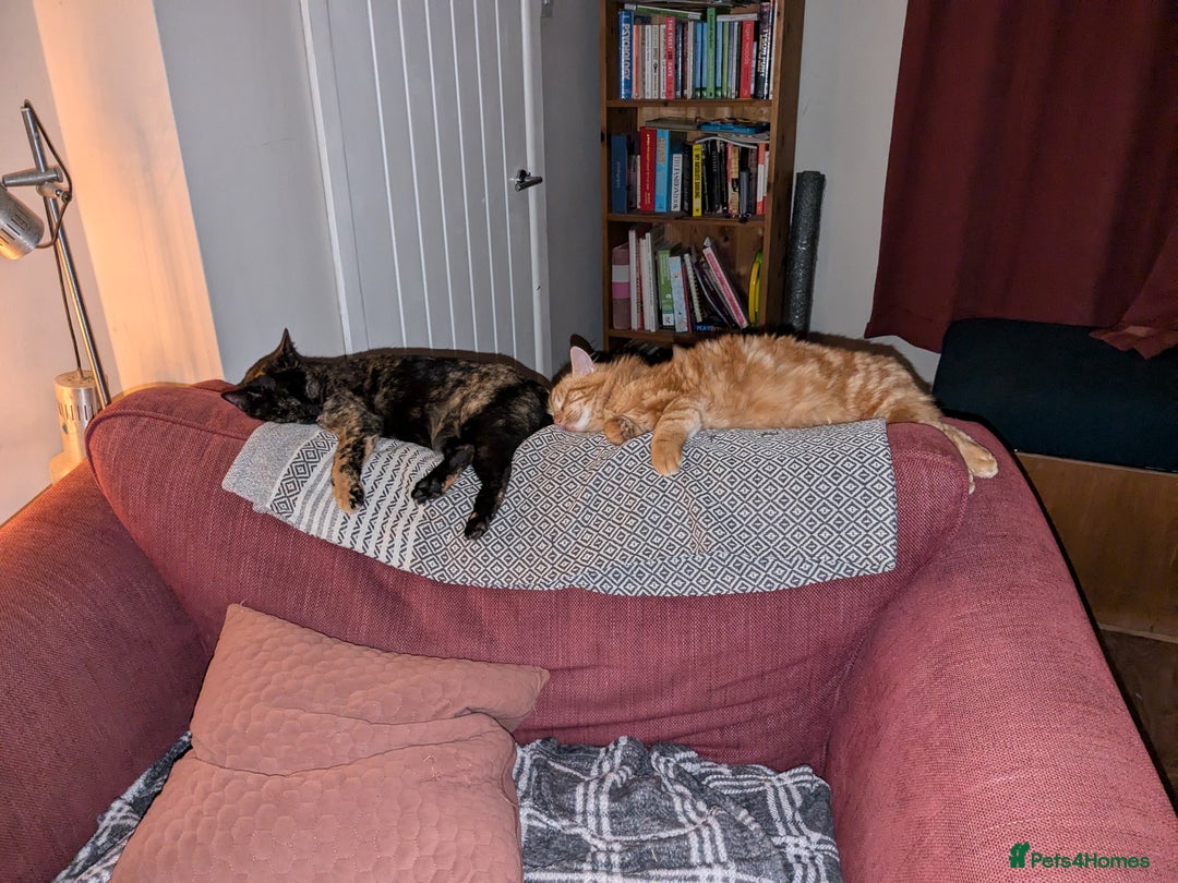 Mixed Breed cats for sale: 2yo tortoiseshell looking for lovely new home - Advert 2