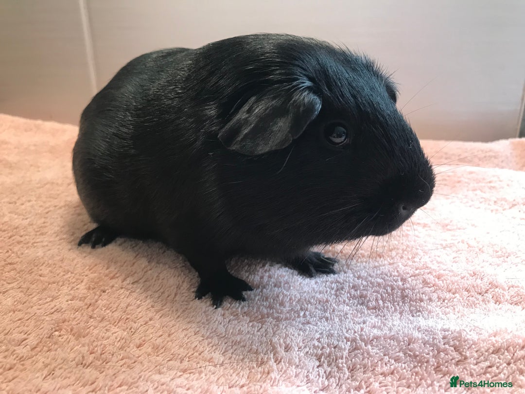 Guinea Pig rodents for sale: Self Black Boar -Pair of Fox Boars and Merino Boar - Advert 3