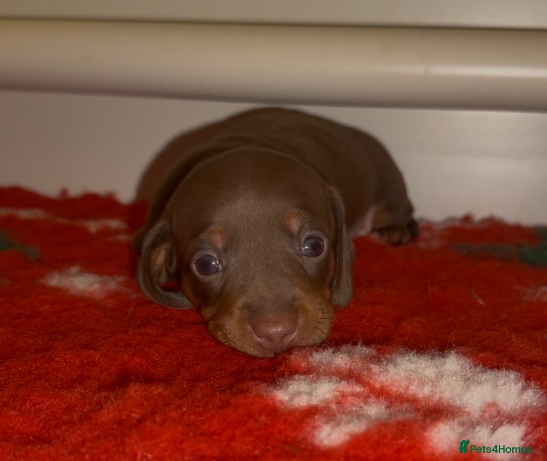 Miniature Dachshund dogs for sale: 🐾🌟KC Reg Miniature Dachshund Puppies🌟🐾 - Advert 29
