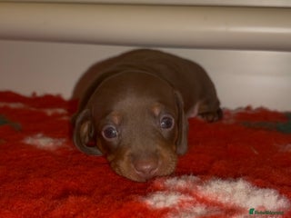 Miniature Dachshund dogs 🐾🌟KC Reg Miniature Dachshund Puppies🌟🐾 - Advert 18