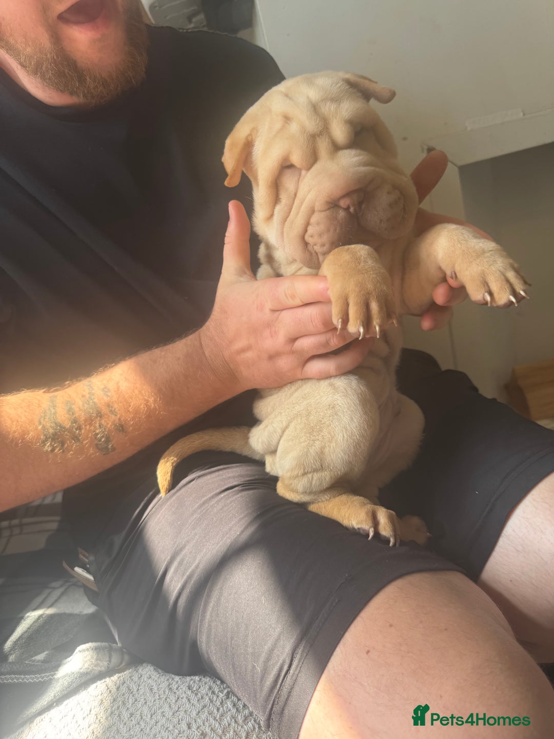 Shar Pei dogs for sale: 2 boys left full shar pei - Image 6
