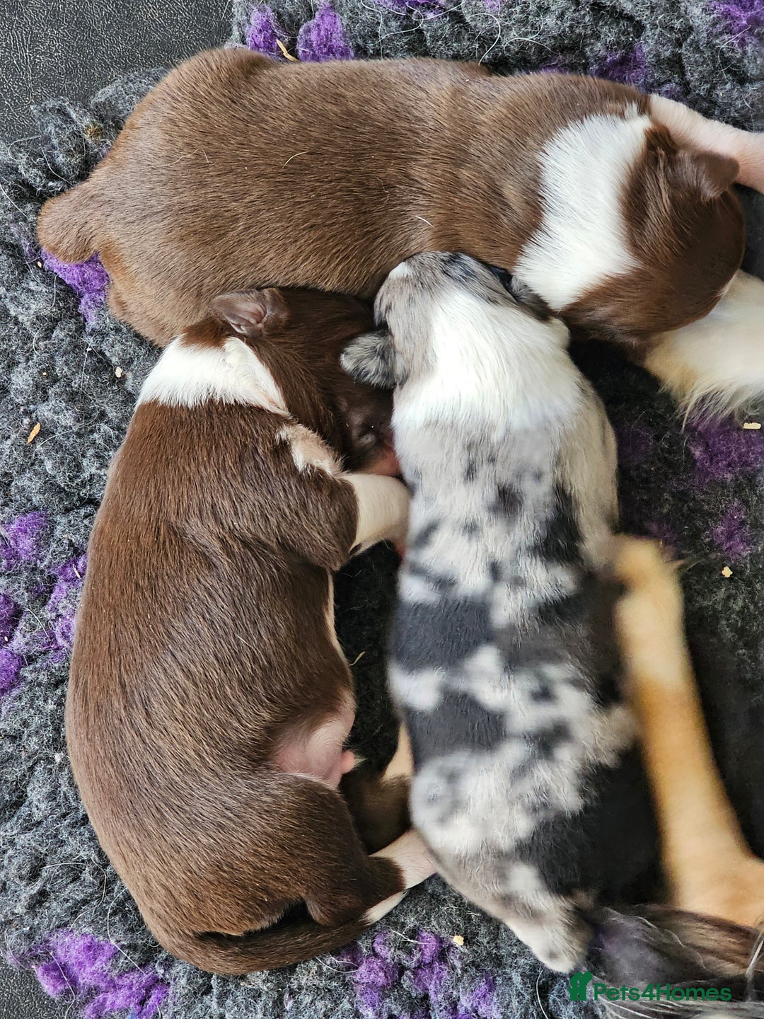 Border Collie dogs for sale: Red white border collie puppies - Advert 12