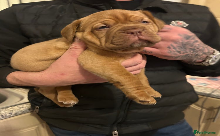 Dogue De Bordeaux dogs FULL PEDIGREE 🦁 Dogue de Bordeaux pups ( French ) - Advert 1