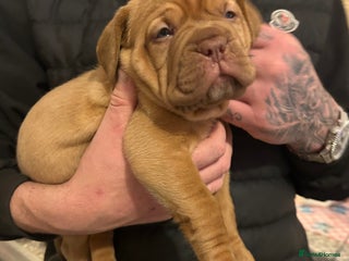 Dogue De Bordeaux dogs FULL PEDIGREE 🦁 Dogue de Bordeaux pups ( French ) - Advert 17