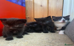 Maine Coon cats for sale: MaineCoon Cross Kittens - Image 7