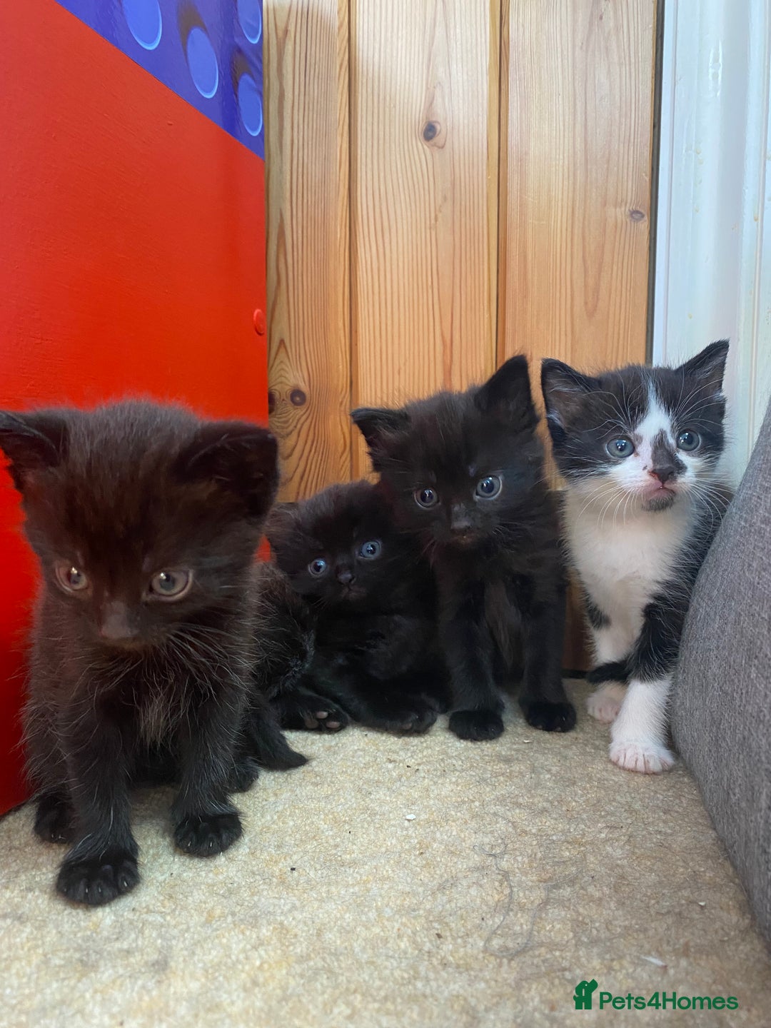 Maine Coon cats for sale: MaineCoon Cross Kittens - Image 7