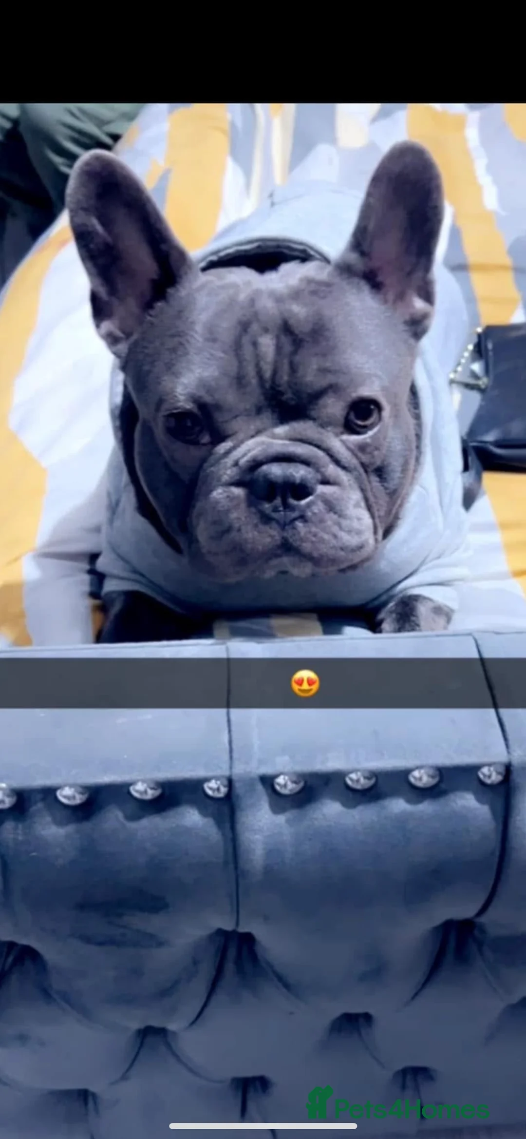 French Bulldog dogs for sale: 2 french bull dog puppies  - Advert 2