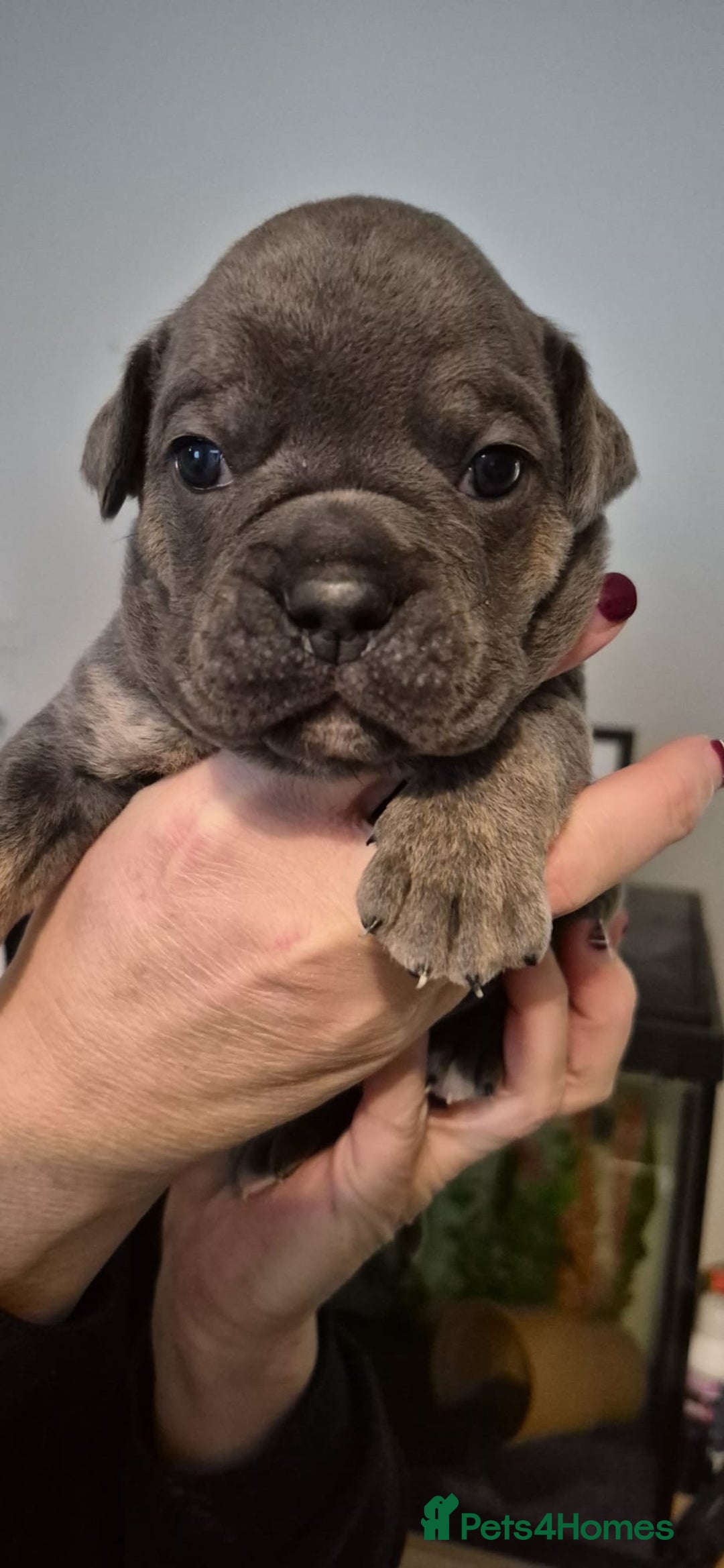 Olde English Bulldogge dogs for sale: Olde English bulldogge puppys - Advert 34