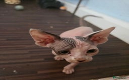 Sphynx cats for sale: 🩵 Beautiful Sphynx Boy – Ready to Leave Now 🩵 - Image 4