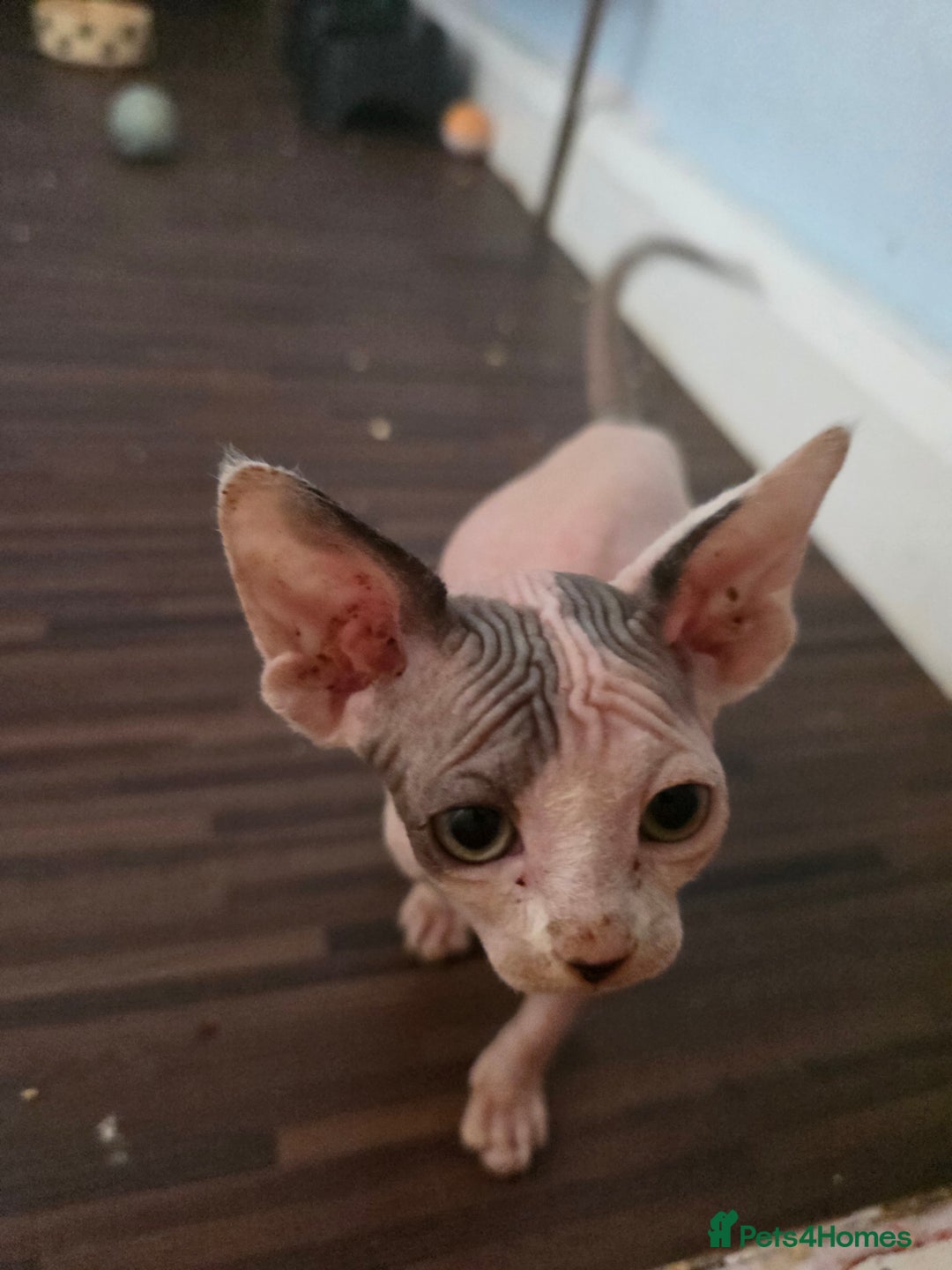 Sphynx cats for sale: 🩵 Beautiful Sphynx Boy – Ready to Leave Now 🩵 - Image 4