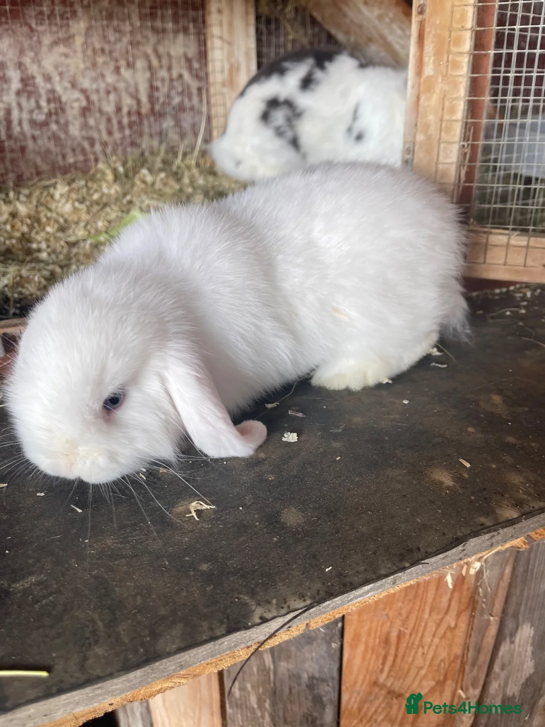 Mini Lop rabbits for sale: White Mini lop rabbit  - Advert 1