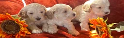 Cockapoo dogs for sale: 6 Stunning F1 Cockapoos - Advert 1