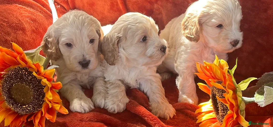 Cockapoo dogs for sale: 6 Stunning F1 Cockapoos - Advert 1
