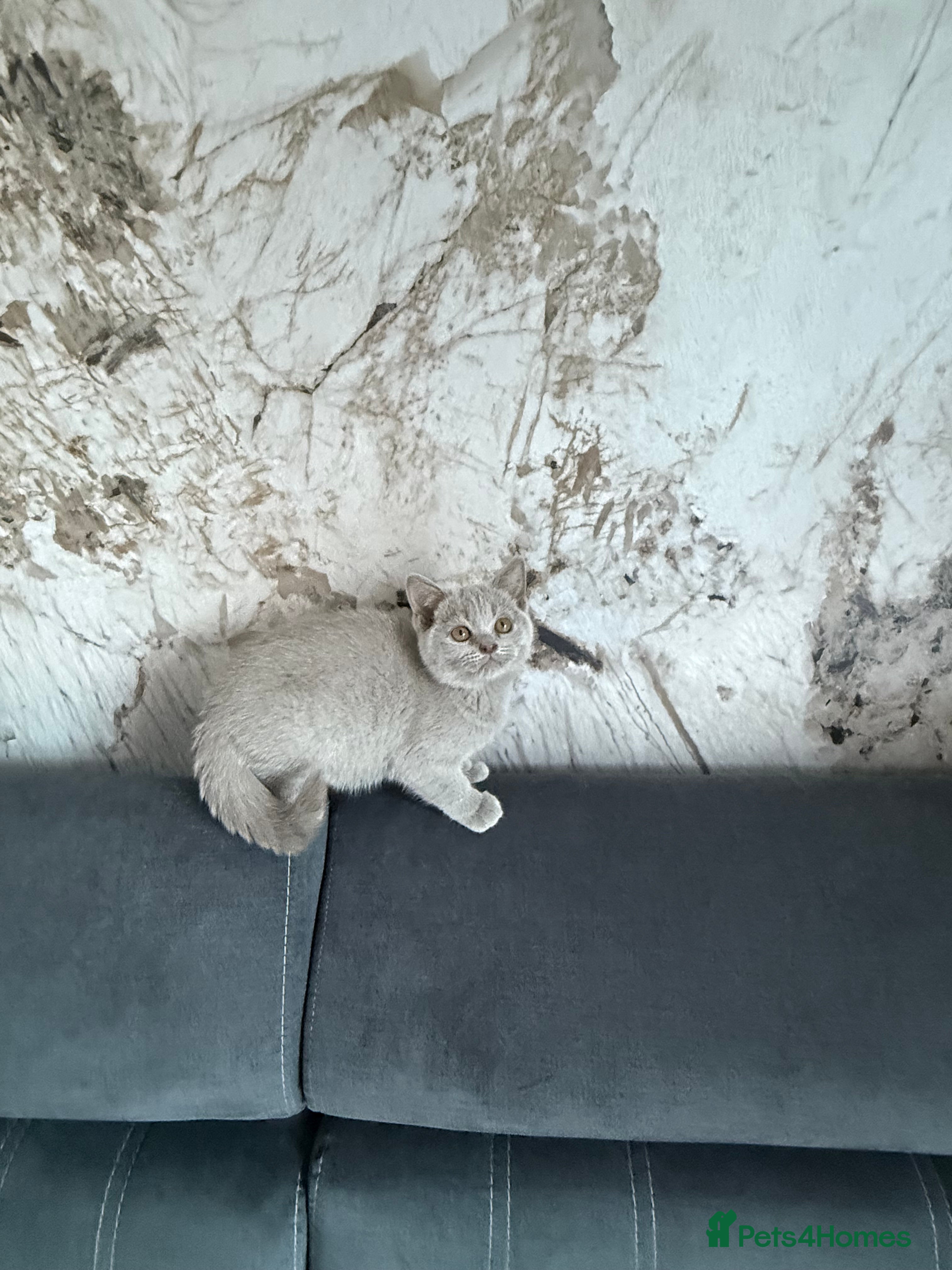 British Shorthair cats 🦁😻🦁 Beautiful British Shorthair and Longhair  - Advert 2