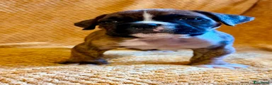 Mixed Breed 2
