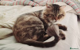 Mixed Breed cats for adoption: Rio wants warm cuddles and lots of fuss - Image 5