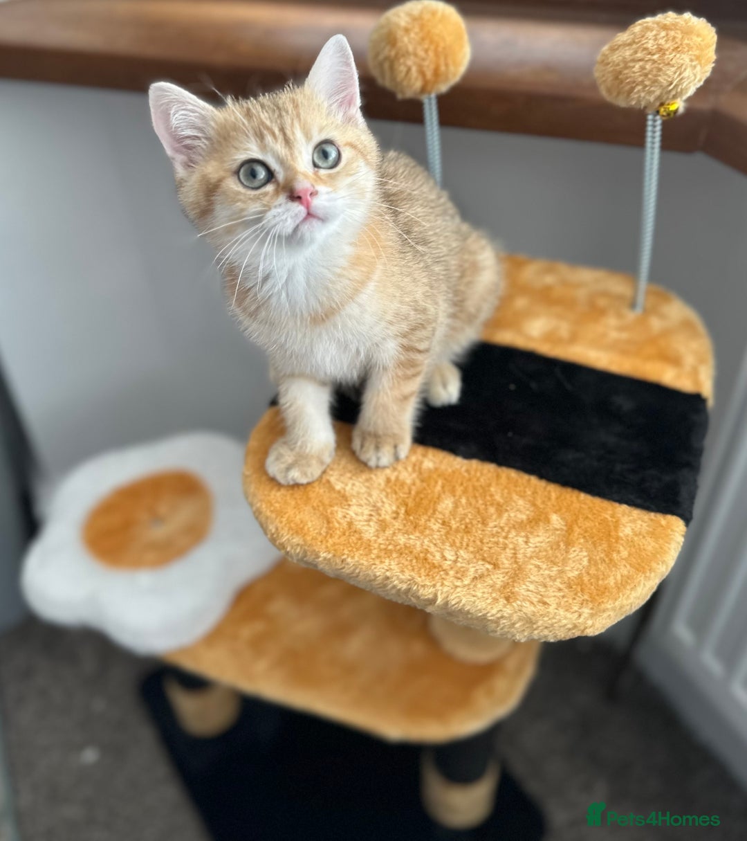 British Shorthair cats for sale: Last golden boy left 😻🌸🌼🌺 tica registered 😻 in Hayes - Image 28