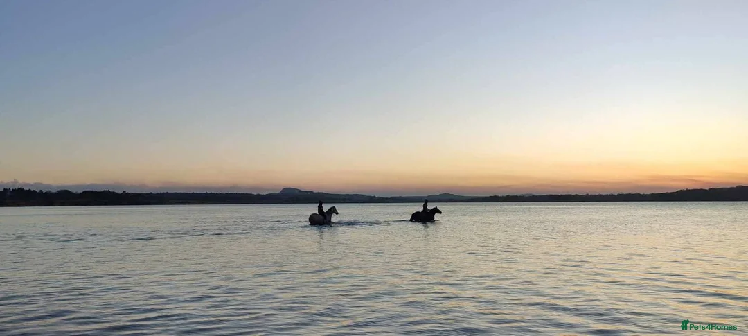 Irish Cob horses for sale: Minnie - 13.1/13.2 Cob Mare, 11yrs old in Dunbar - Advert 8