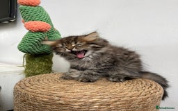 Persian cats for sale: Persian kittens for sale  - Image 16