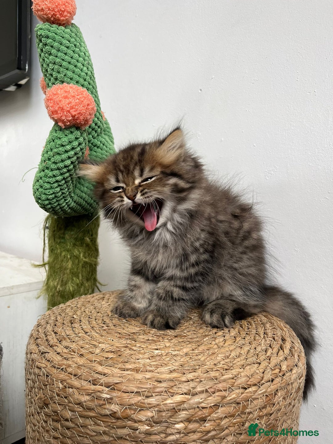 Persian cats for sale: Persian kittens for sale  - Image 16
