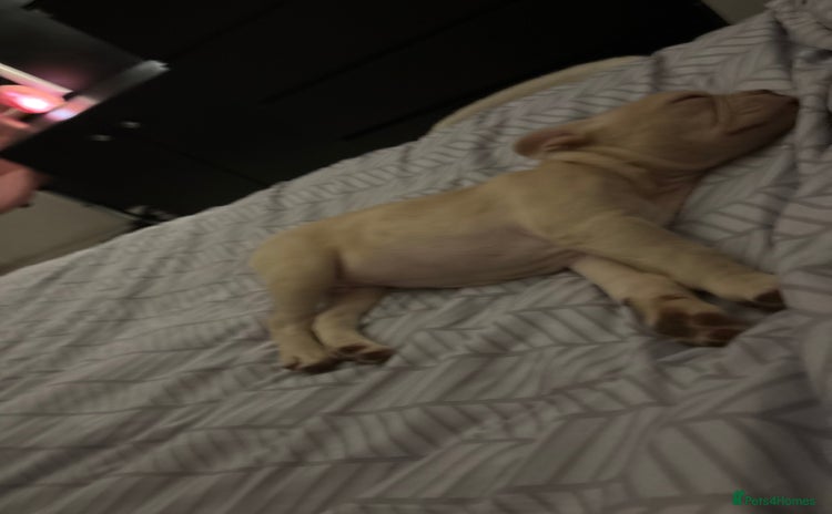 French Bulldog dogs - Advert 2