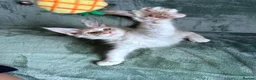 Maine Coon cats for sale: Purebred Maine Coon kittens - Advert 16