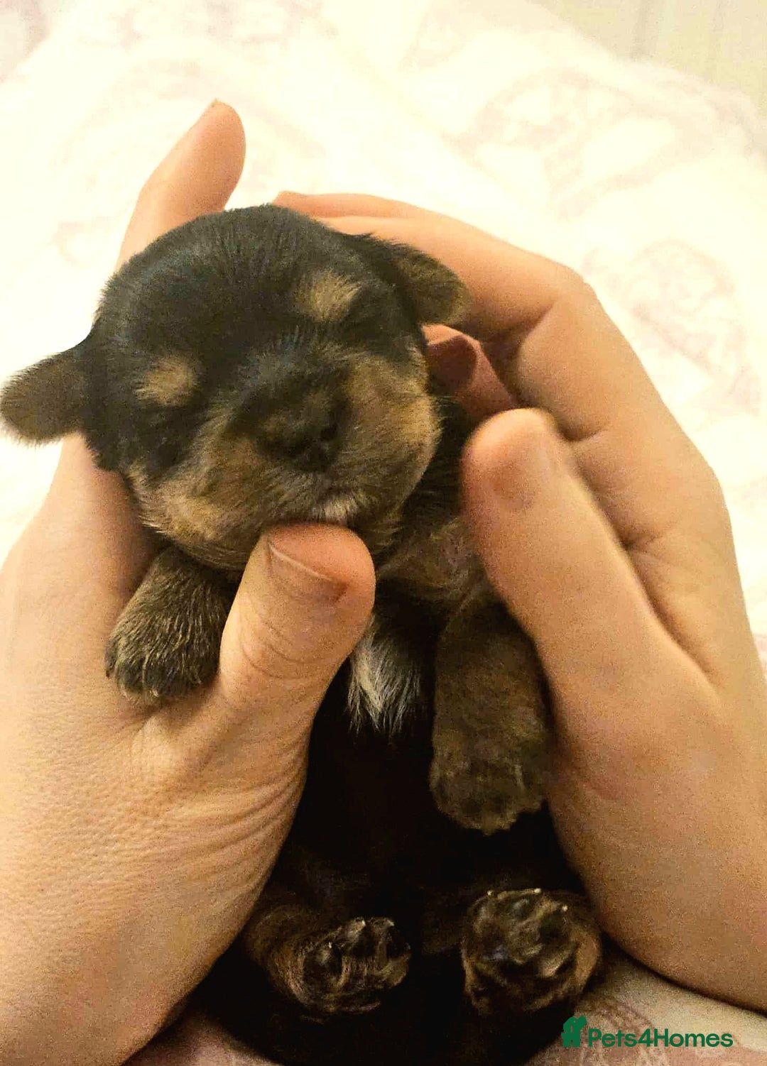 Yorkshire Terrier dogs for sale: ✨ Exquisite Yorkshire Terrier Puppies Available ✨ - Advert 16