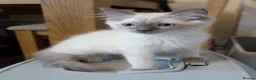 Ragdoll cats for sale: 🩵💖🩵READY FOR MY NEW HOME🥹🩵💖🩵  - Advert 18