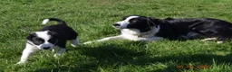 Border Collie dogs for sale: 4 Border Collie pups - Advert 1