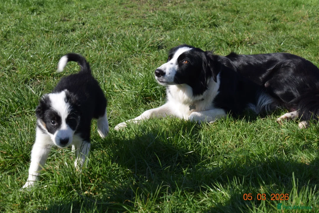 Border Collie dogs for sale: 4 Border Collie pups - Advert 1