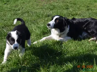 Border Collie dogs 4 Border Collie pups - Advert 16