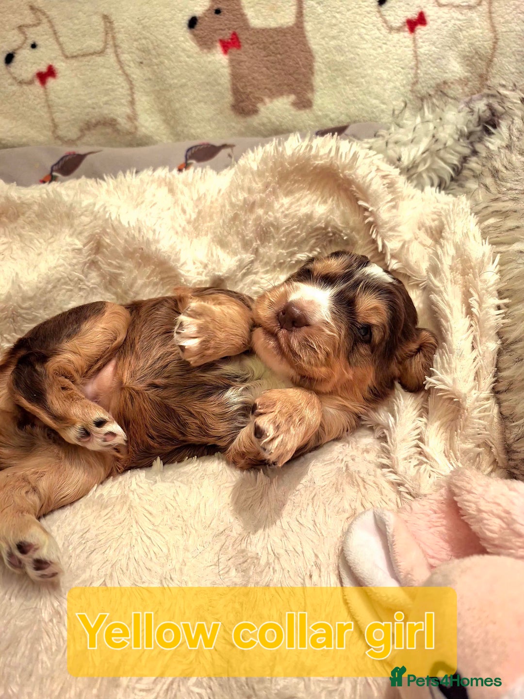 Cocker Spaniel dogs for sale: KC Registered Stunning Show tipe cocker spaniel  - Advert 12