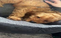 Cockapoo dogs for sale: F1 Cockapoo puppy - Image 3