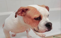Mixed Breed dogs for sale: 7month old american bulldog cross olde thyme  - Image 1