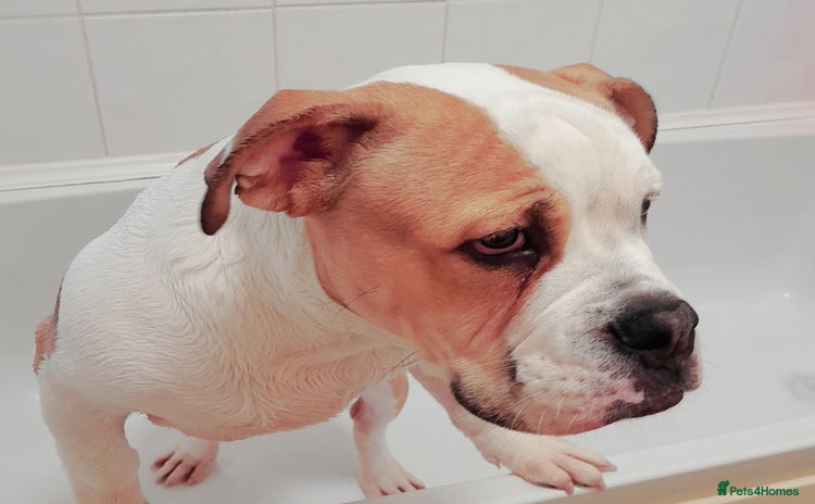 Mixed Breed dogs - Advert 2