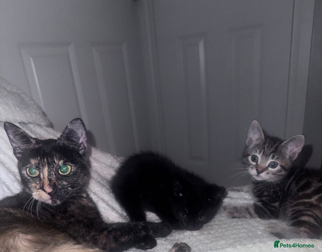 Mixed Breed cats for sale: Four mixed breed kittens for sale - Advert 3