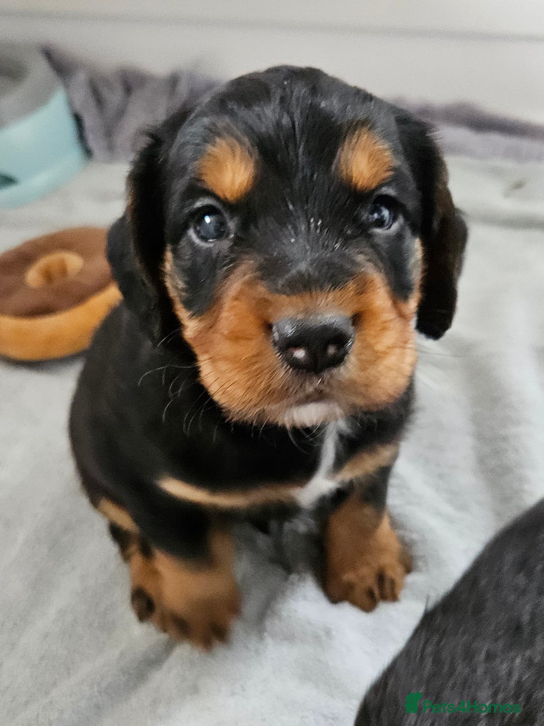 Cocker Spaniel dogs for sale: Working Cocker Spaniel Puppies  - Image 19