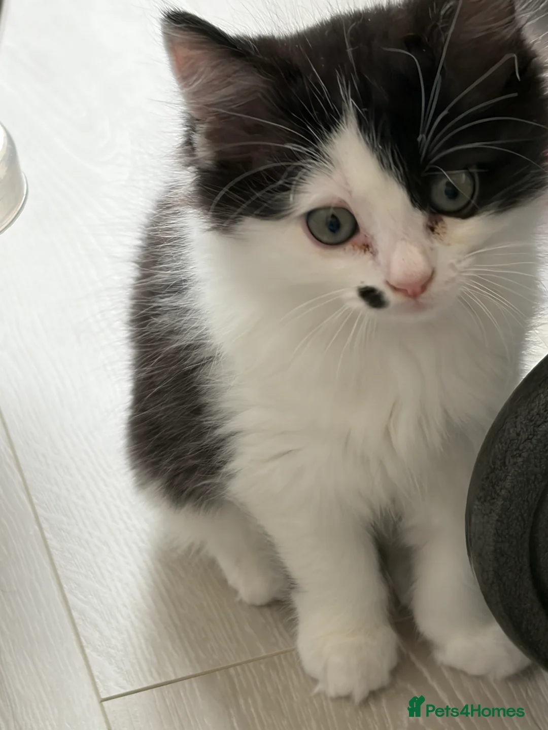 Mixed Breed cats for sale: Ragdoll & Kurilian bobtail mixed - Advert 20