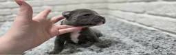 Staffordshire Bull Terrier dogs for sale: KC BLUE STAFFORDSHIRE BULL TERRIER PUPS - Advert 9