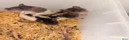 Rat rodents for sale: Baby rats for sale  - Advert 6