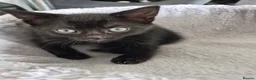 Mixed Breed cats for sale:  male kittens in Dumbarton - Advert 11