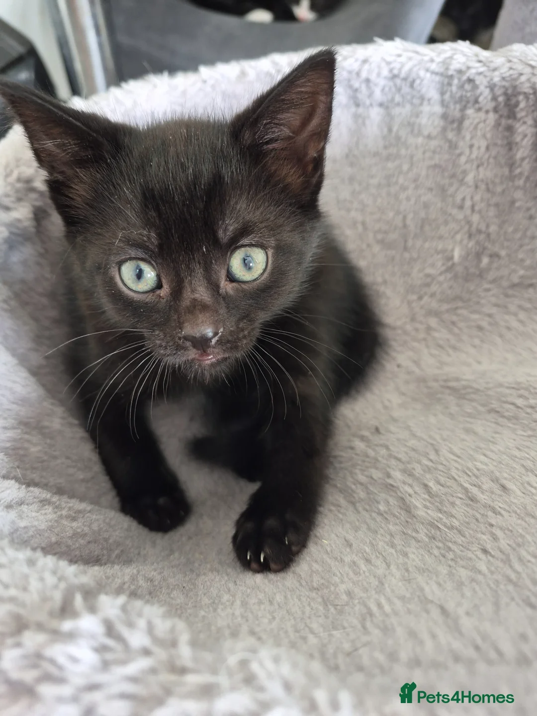 Mixed Breed cats for sale:  male kittens in Dumbarton - Advert 11