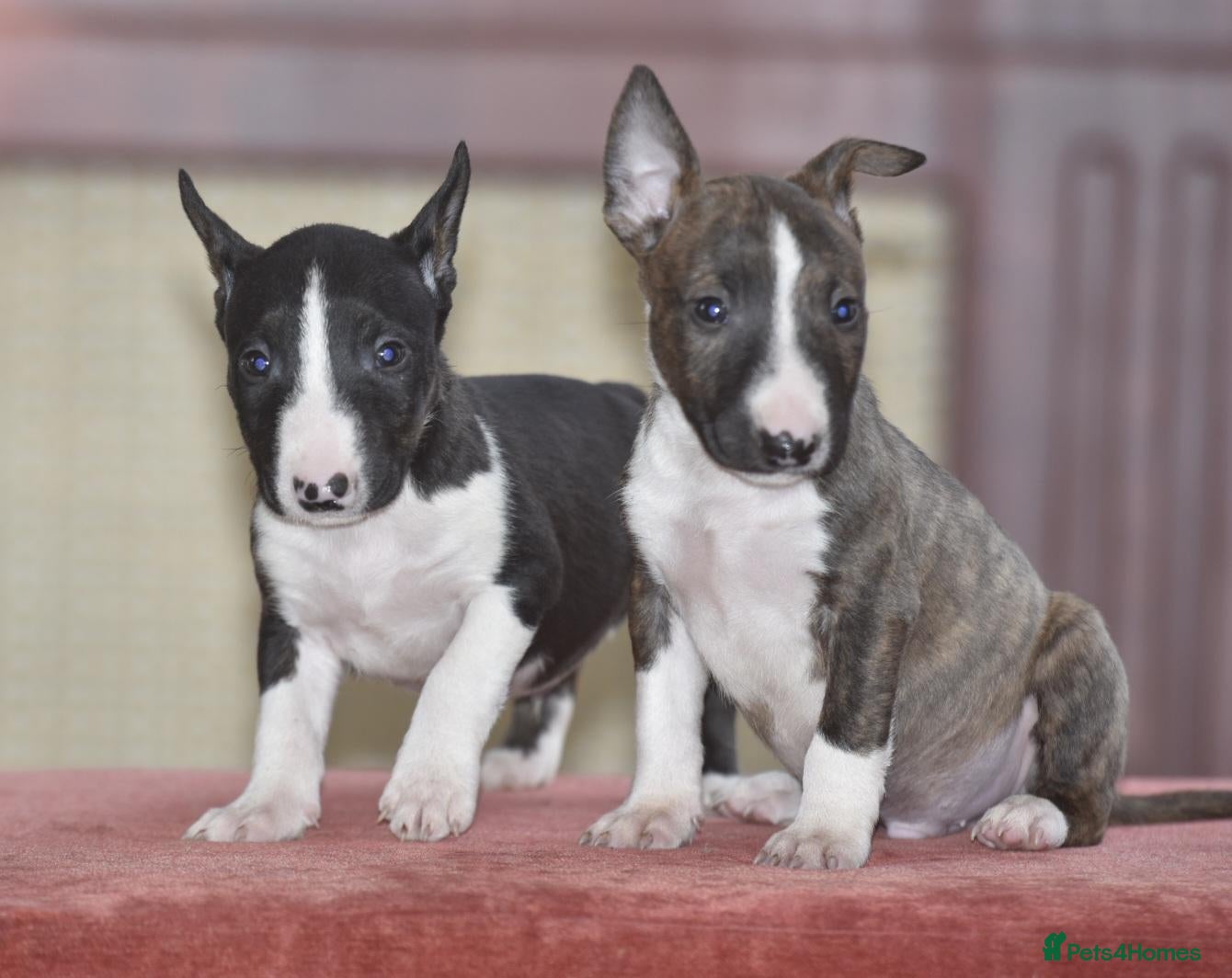 Miniature Bull terrier dogs Ready to leave!Top quality mini bull terrier pups  - Advert 2