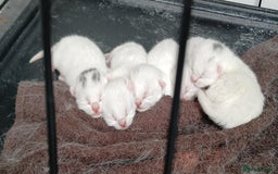 European cats for sale: Cats  - Image 9