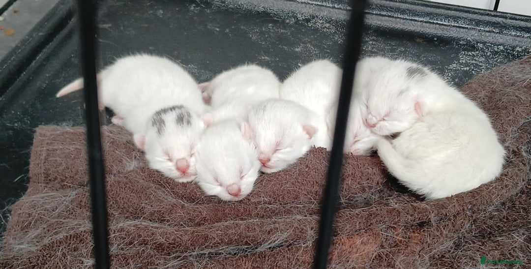 European cats for sale: Cats  - Image 9