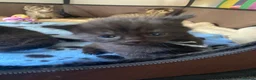 Mixed Breed cats for sale: Delta  in Plymouth - Advert 22